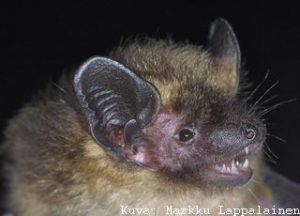 Lajit Suomen Lepakkotieteellinen Yhdistys lajit-suomen-lepakkotieteellinen-yhdistys